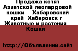 Продажа котят Азиатской леопардовой кошки. - Хабаровский край, Хабаровск г. Животные и растения » Кошки   